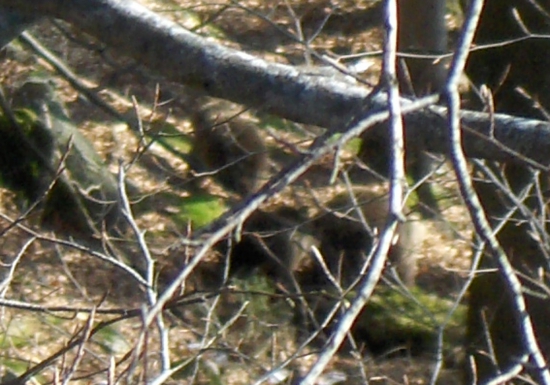 stretko z medvedicou a dvoma odrastenými mladými