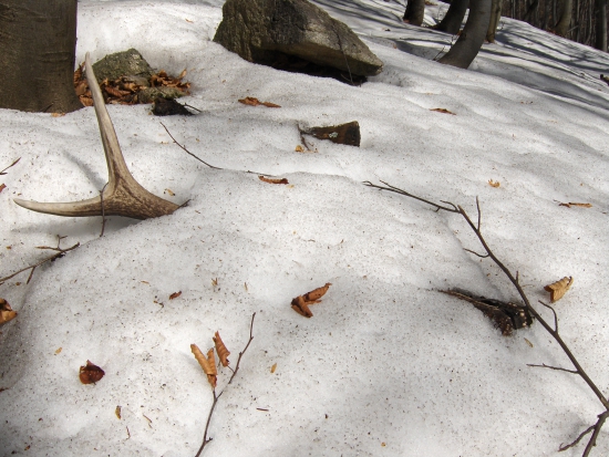 ked sa hlási jar a zima ustupuje...