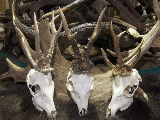 klenoty medzi srncami...