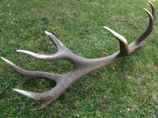 koruny králov sú rôzne...