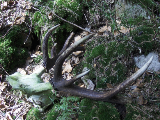 starý zákon ako príroda sama...