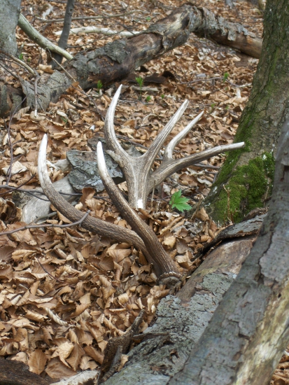 do páru s mladého krásavca...