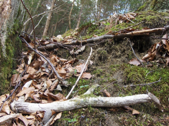 hračka lesných šeliem...