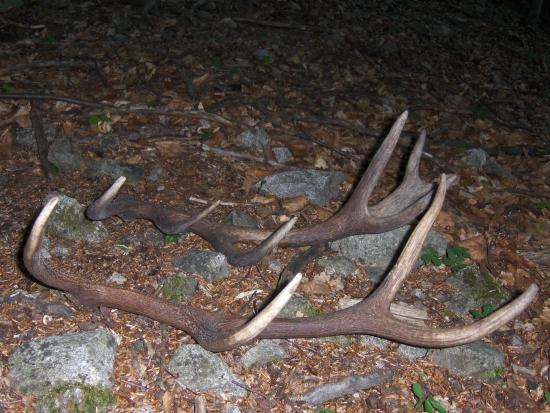 nádejný mládenci...