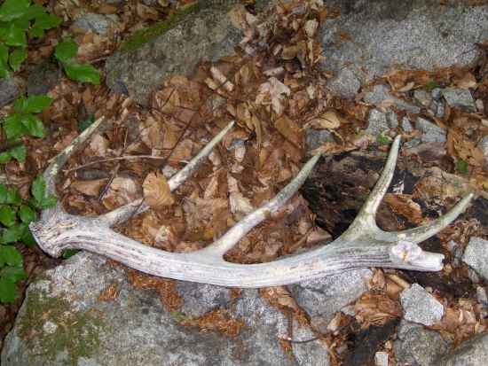 Tak tohto bola škoda nechať zubom času...