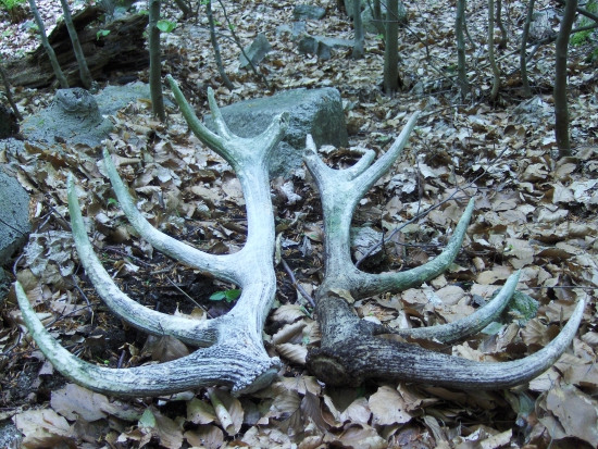 Pár rôčkov si počkala v tichu lesa...