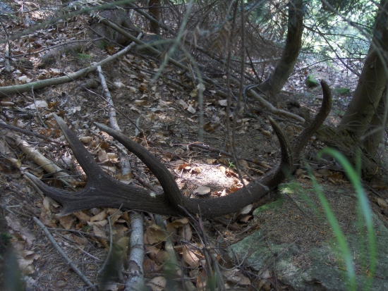 Nedelňajšie potulky...