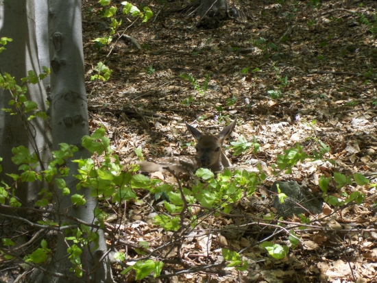ktovie čo s neho vyrastie:)