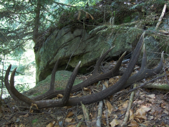 spolu...ako pred tým ked ich nosil kráľ