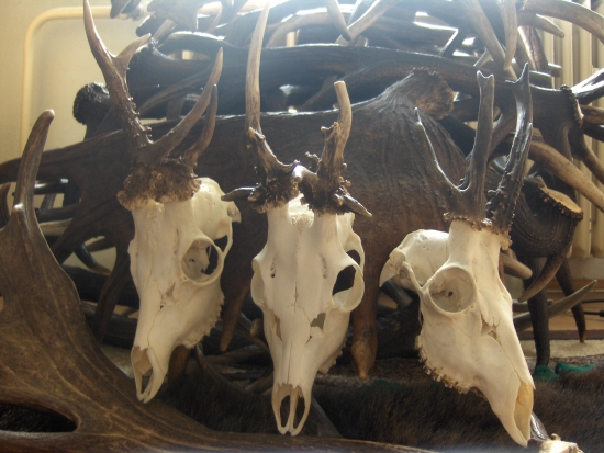 zaujímavé srnčie trofeje...