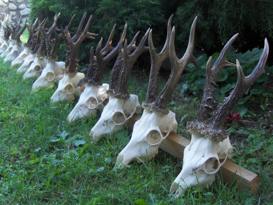 pre inšpiráciu srnčiarov...