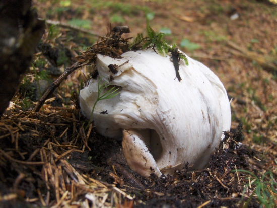 ako sa hríby na Orave skrývajú pred návalom hubárov...