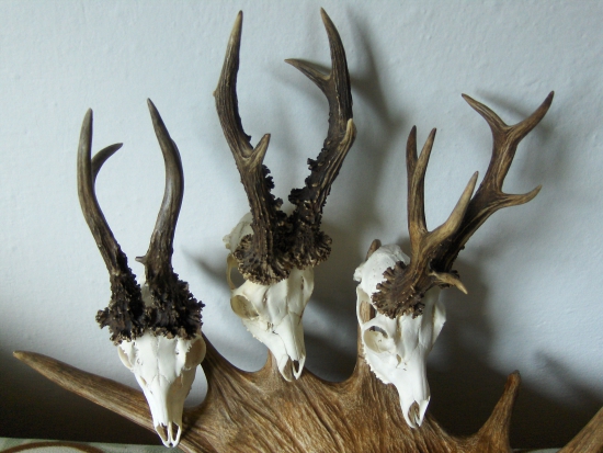 Liga výnimočných...