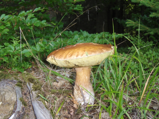 jedno kilogramový oravský hríb...