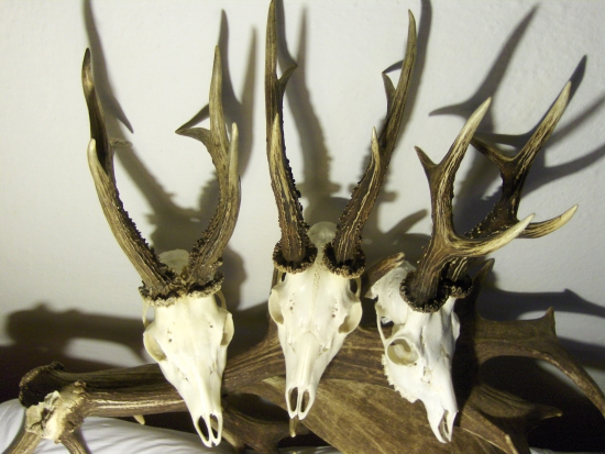 medailová trojka...