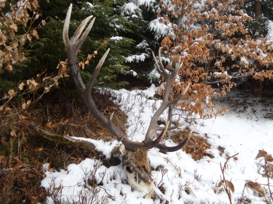 Trofej bez výstrelu...