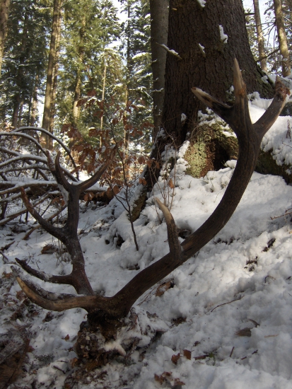 Po vlčej hostine...
