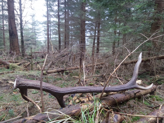 Marec zhodil už aj starec...