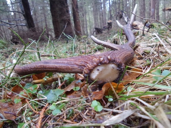 Skorá jar...skorý zhod