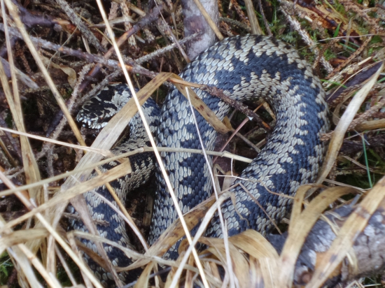 Už sa vyťahujú pomaly...