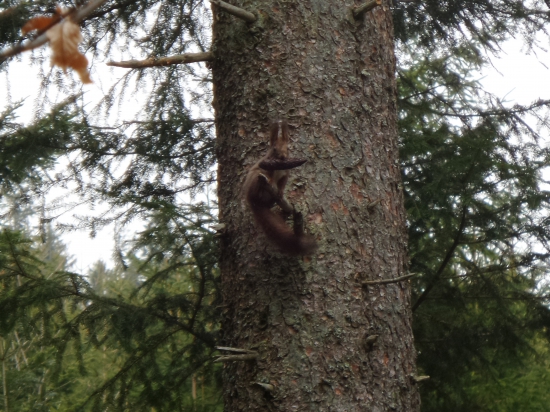 Sedím na konári a je mi dobre...