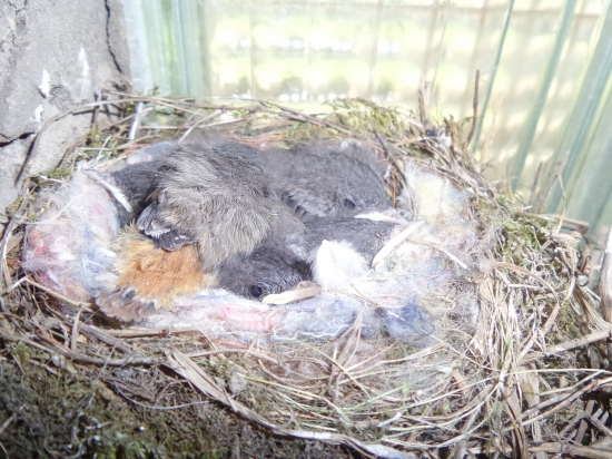 Potomstvo žltochvosta...