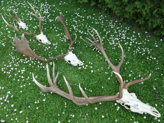 čaľad´ jeleňovitých prežúvavcov...