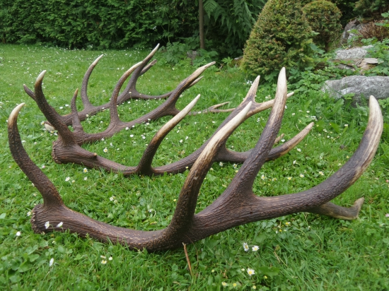 Jeden jeleň...dve páry.