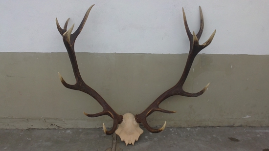 Pára z jeleňa s ID fotky:144044