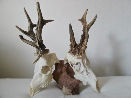 Zaujímavé srnce...