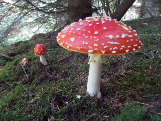 Otrávená rodinka...