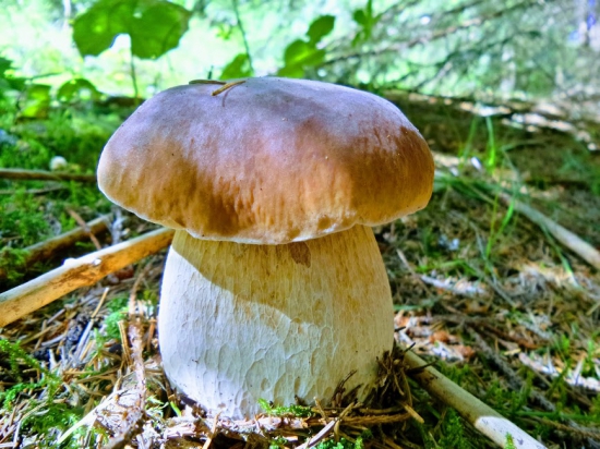 Ked sa jeleň ozve zber má svoje čaro...