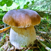 Ked sa jeleň ozve zber má svoje čaro...