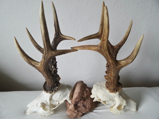 Východniar a Južan...