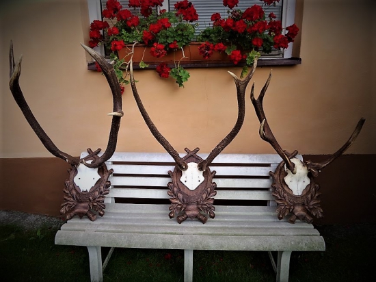 Staré zaujímavé trofeje...