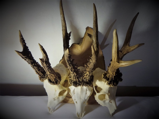 Zaujímavé srnčie trofeje...