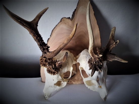 Abnormality u srncov...