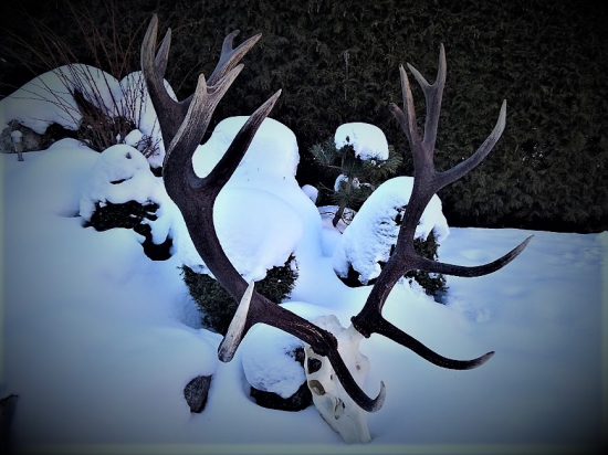 Kvalitná jelenia trofej...