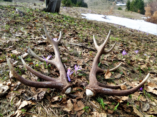 Kritéria chovnosti splnené...