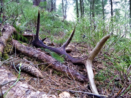 V tichu horských smrečín...