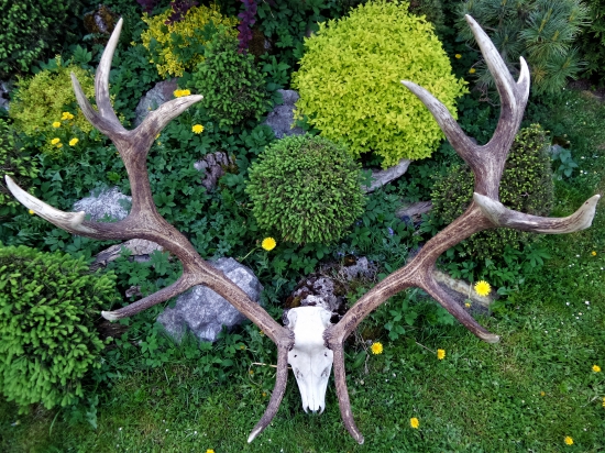 Trofej dávnych čias...