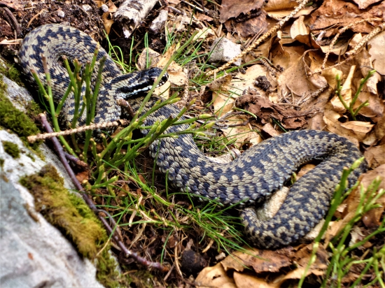 Lovec bez končatín...