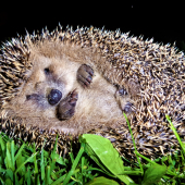 Dežko