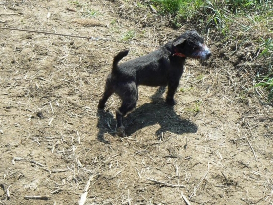 Cézar Silský háj po norovaní