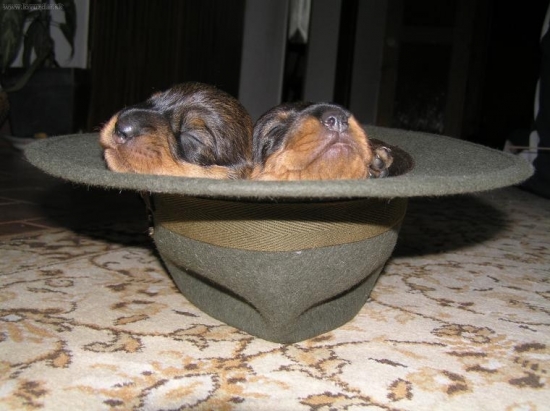 budúci poľovníci korybako