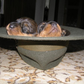 budúci poľovníci korybako