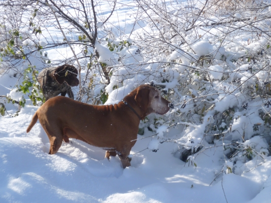 vystavovanie a priznávanie