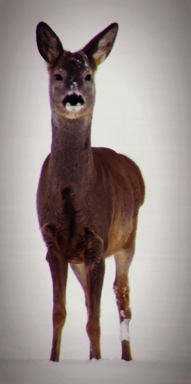 Pohľad