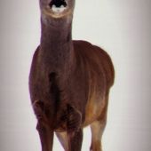 Pohľad