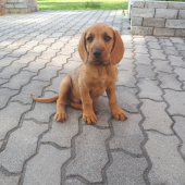 Brit od Zbynských Hvozdú